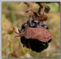 Coreus marginatus