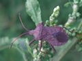 Coreus marginatus