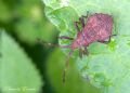 Coreus marginatus