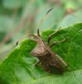 Coreus marginatus