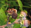 Coreus marginatus