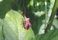 Coreus marginatus