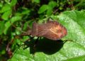 Coreus marginatus