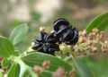 Coriaria myrtifolia