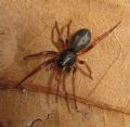 Cetonana laticeps