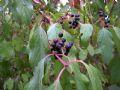 Cornus sanguinea