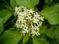 Cornus sanguinea