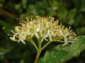 Cornus sanguinea