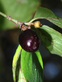 Cornaceae