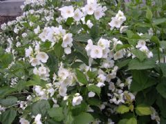 Hydrangeaceae