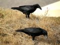 Corvus corax canariensis