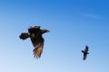 Corvus corax
