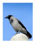 Corvus corone cornix