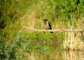 Corvus corone cornix