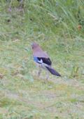 Garrulus glandarius