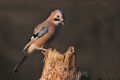 Garrulus glandarius Ghiandaia