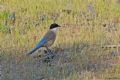 Cyanopica cyanus