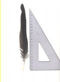 Phyrrhocorax graculus