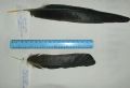 Pyrrhocorax pyrrhocorax