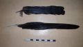 Corvus corone corone
