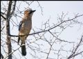 Garrulus glandarius