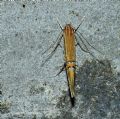 Cosmopterix lienigiella