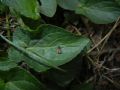 Pancalia leuwenhoekella(cfr.)