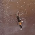 Cosmopterix pulchrimella