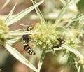 Cerceris flavicornis