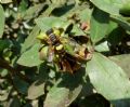 Cerceris quadricincta corsica