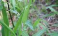 Crambus lathoniellus