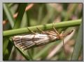 Chrysocrambus craterellus