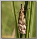 Chrysocrambus sp.