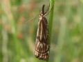 Chrysocrambus sardiniellus