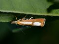 Catoptria conchella