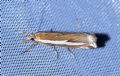 Crambus hamella