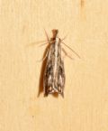 Catoptria verellus