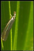 Crambus lathoniellus