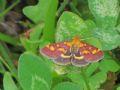 Pyrausta purpuralis