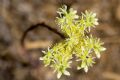 Petrosedum sediforme