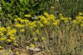 Petrosedum montanum