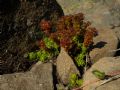 Sedum alpestre