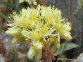 Petrosedum sediforme