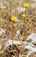 Petrosedum rupestre