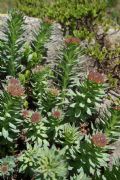 Rhodiola rosea