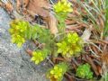 Sedum alpestre