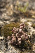 Sedum brevifolium