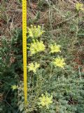 Petrosedum ochroleucum
