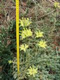 Petrosedum ochroleucum