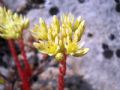 Petrosedum ochroleucum